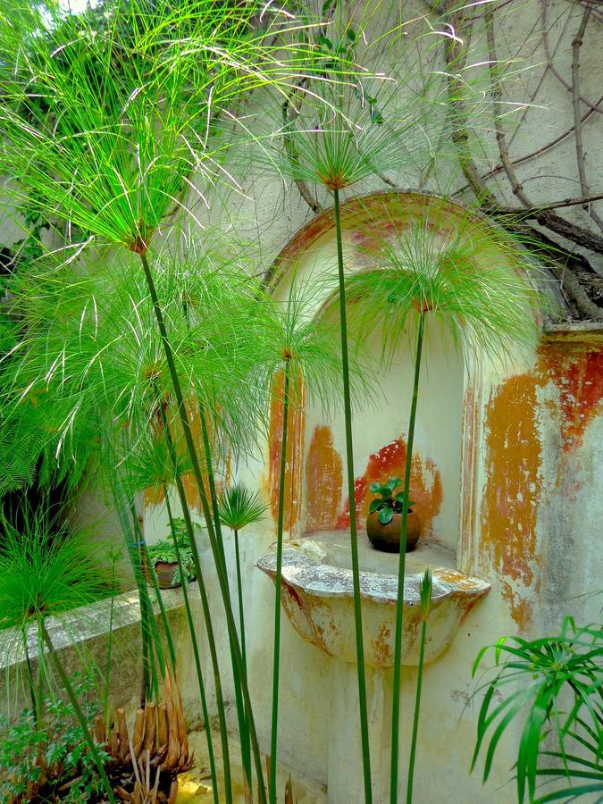 Cissus Boutique (adults Only) 3* Antigua